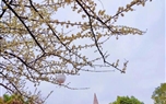 盼春來(lái)~